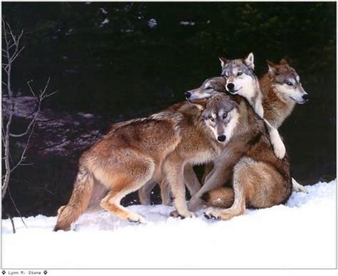 Cool Wolf Pic The Anubians Wolf Pack Photo 22245839 Fanpop
