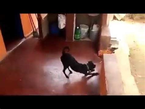 Briga De Um Cachorro Com Um Galo YouTube
