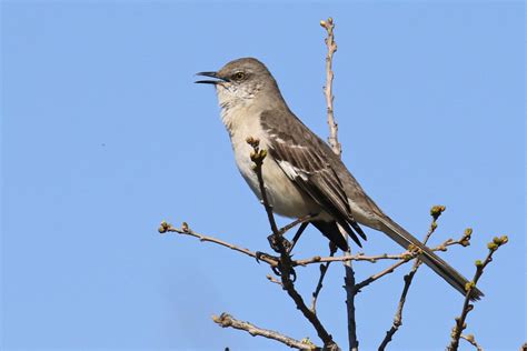 Northern Mockingbird Feederwatch
