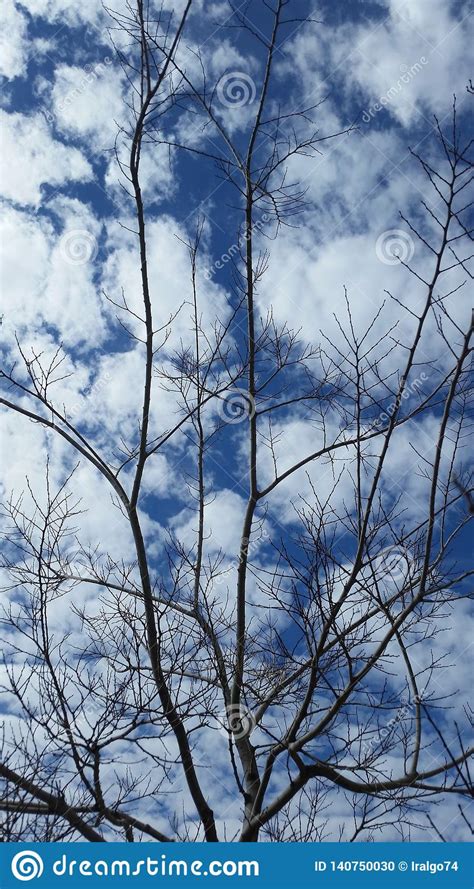 Clouds Like Lumps Of Cotton On The Branches Of A Tree Stock Photo
