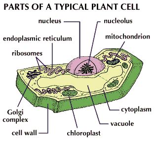 We did not find results for: Plant And Animal Cells For Kids