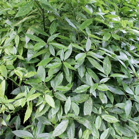 Spotted Laurel Aucuba Japonica Crotonifolia Hedges Direct