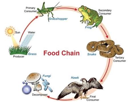 Rantai makanan sering digunakan sebagai ilustrasi untuk memahami proses makan dan dimakan yang terjadi pada makhluk hidup. 100+ Contoh Rantai Makanan di Sawah, Hutan, Laut, Gurun ...