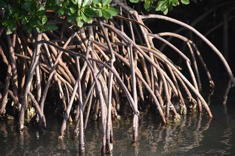 Mangrove Habitats