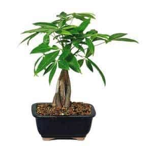 Other than root rot caused by overwatering, money trees can also be prone to fungal and bacterial leaf spot diseases. Money Tree Care: Growing The Braided Money Plant TIPS