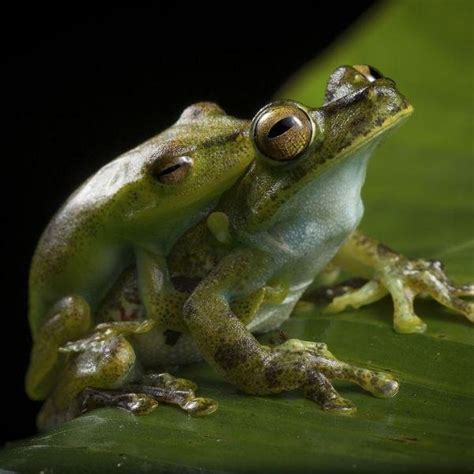 how does a frog reproduce amphipedia