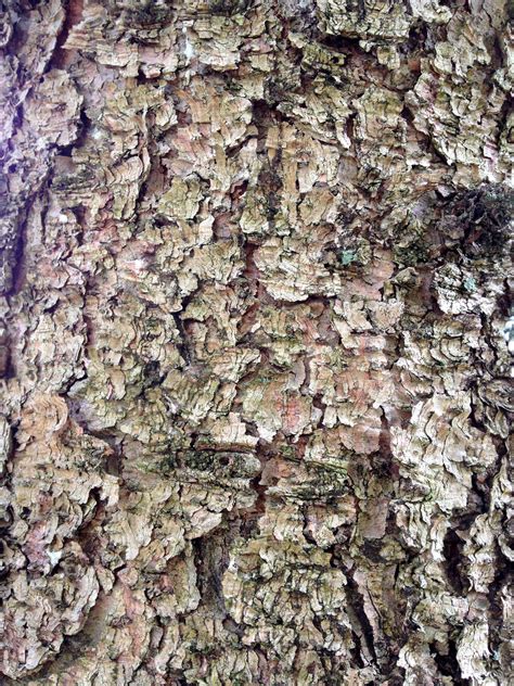 Omekactl White Spruce Bark