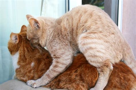 Sexual Behavior In Fixed Male Cats Thriftyfun