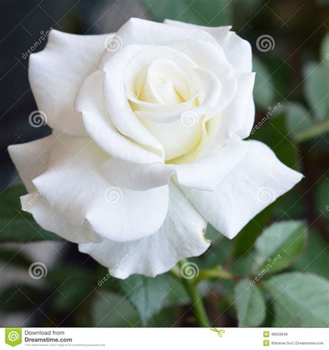 Beautiful White Rose Stock Photo Image 48059846