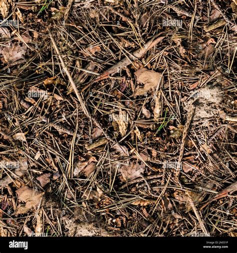Forest Floor Texture High Resolution Stock Photography And Images Alamy