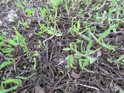 Purdue Turf Tips New Weed Of The Month Series February Is Prostrate