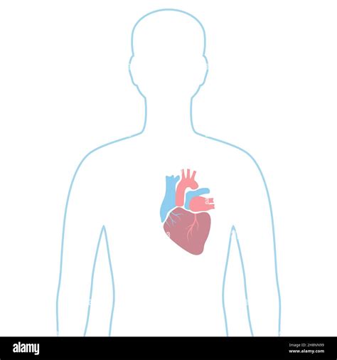 Illustration With Heart Internal Organ Human Body Anatomy Health Care