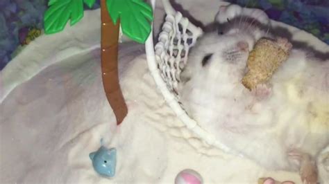 Hamsters Lay In Egg Carton Jukin Media Inc