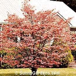 Bright red, flowering dogwood (cornus florida) fruit are eaten by migrating birds in the late fall. Cornus florida, Cherokee Chief Dogwood