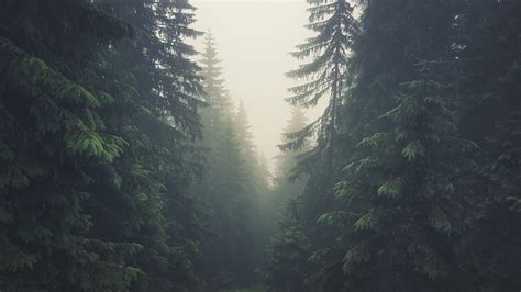 Wallpaper Forest Tatra Mountains Slovakia Mist Pine Trees