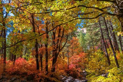 Fall Colors In The West Fork Of Oak Creek Canyon Arizona Stock Image