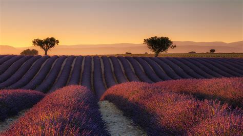 Lavender Fields At Sunset 1920 × 1080 Wallpapers