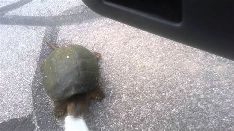 Angry Turtle Youtube