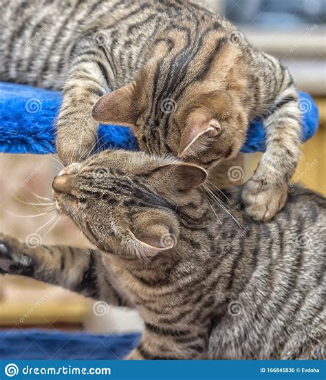 Two Tabby Young Cats Play Stock Photo Image Of Puppy 166845836