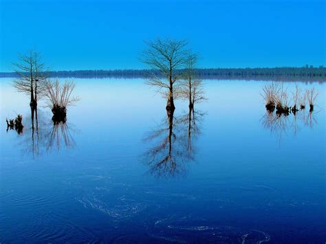 Cypress Trees Stand In Lake Drummond At The Great Dismal Swamp Suffolk