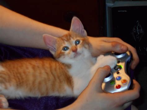 Cooper Our 6 Toed Hemmingway Cat Playing Xbox 360 With His Owner Cat