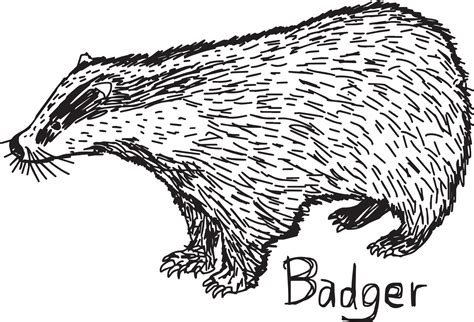 Badger Vector Illustration Sketch Hand Drawn 3127018 Vector Art At