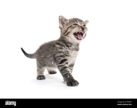Cute Baby Tabby Kitten Isolated On White Background And Crying Stock