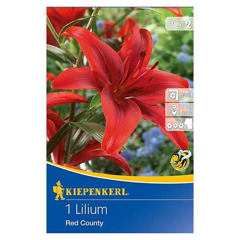 Kiepenkerl Sommerblumenzwiebeln Lilie Lilium X Hybrida Red County 1