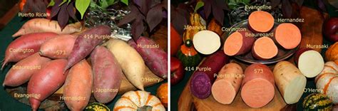 Ask The Produce Expert Sweet Potatoes The Produce Moms