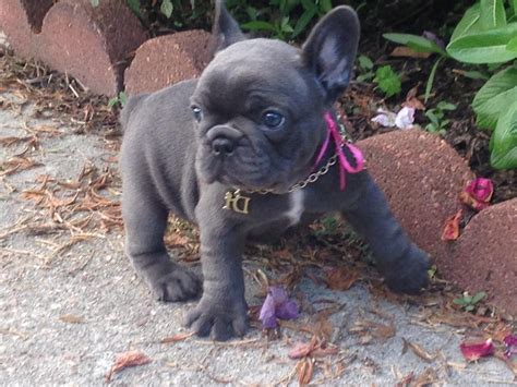 French Bulldog Puppies For Sale Carneys Point Nj 247865