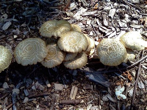 Pacific Northwest Mushrooms Mushroom Hunting And Identification