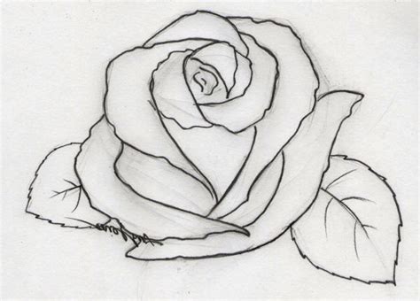 Lukisan Pensil Sketsa Bunga Mawar Cara Menggambar Bunga Mawar Dengan