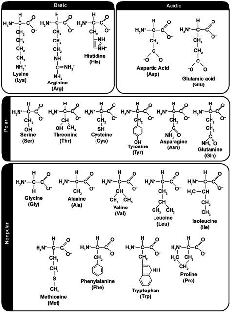 Amino Acids Grouped As Hydrophobic Hydrophilic Or Polar Vs Non Polar