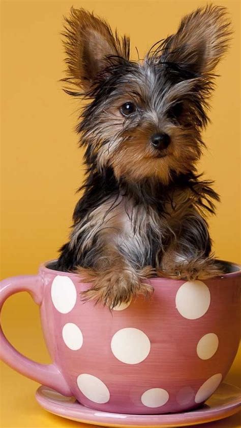 Click on each photo to see additional pics, video and description of each puppy. Tea cup Yorkie :D #TeaCupDogs #DogsInCups #Puppy #Hound #Chien #Perro #hond #hund #Cane #Koira # ...