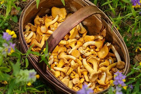 Types Of Edible Wild Mushrooms Worldatlas