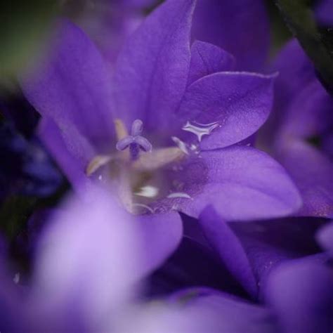 Purple Flowers Jjforum1297 Purple Merzmensch