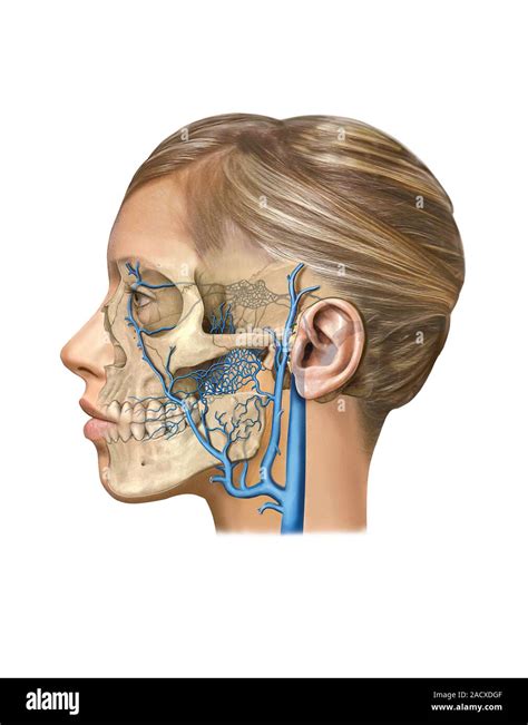 Illustration Of The Venous System Of The Head And Neck This Left