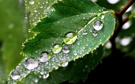 Art Pictures Rain Drops On A Leaf