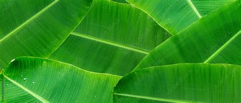 Green Banana Leaf Background With Copy Specs For Text The Leaves Of
