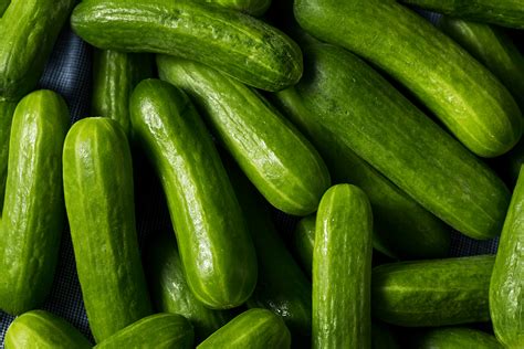 Cucumber Types List With Pictures