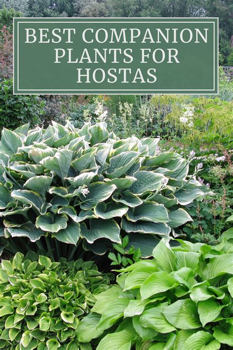 Hostas Are Usually Slow To Emerge In The Spring Find Out How You Can