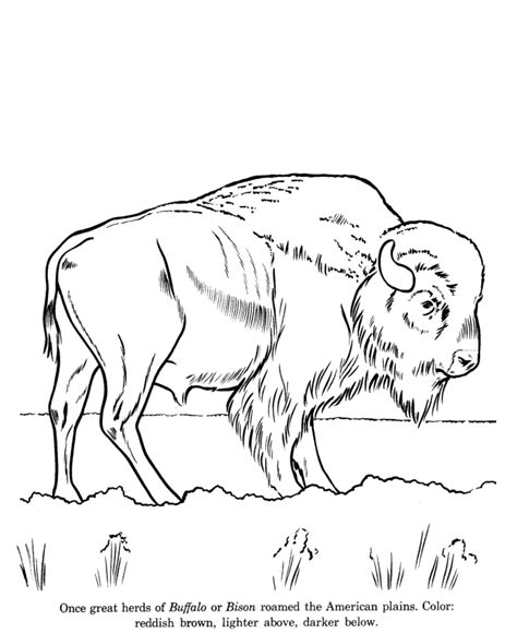 Wildlife Coloring Pages Coloring Home
