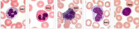 Leukocytes Diagram Quizlet