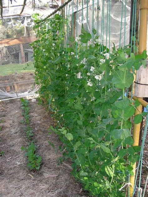 Now Is The Time To Sow Your Peas The Charlotte Observer