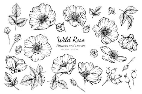 Premium Vector Wild Rose Flower And Leaf Botanical Hand Drawn