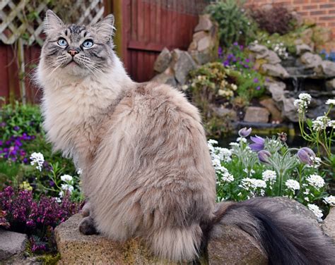 These Are The Friendliest And Most Affectionate Cat Breeds