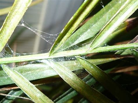 We shall first have a look at each method, followed by some precautions and tips for removing the plant with. how to get rid of spidermites | Spider mites, Houseplants ...