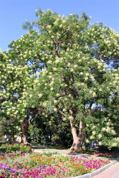 Common Acacia Varieties Learn About Different Acacia Trees And Shrubs