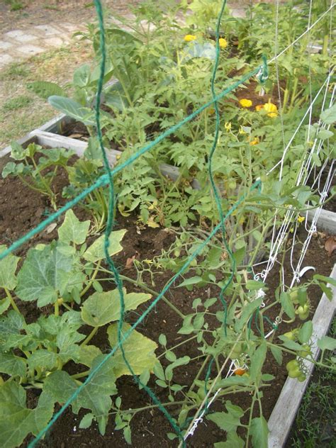 Growing Food For Fun Trellising Tomatoes