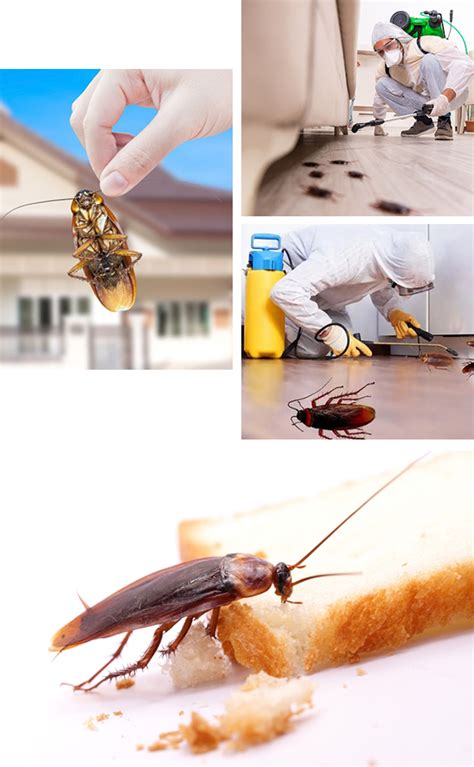 Cockroaches Home